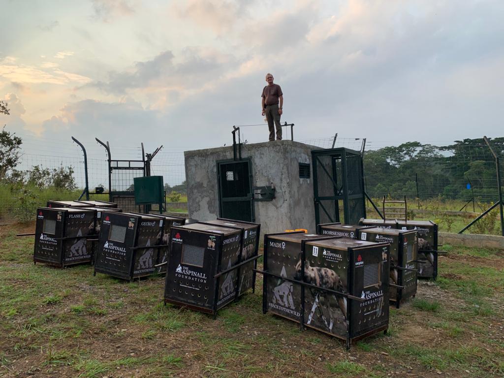 African Painted Dogs New Life